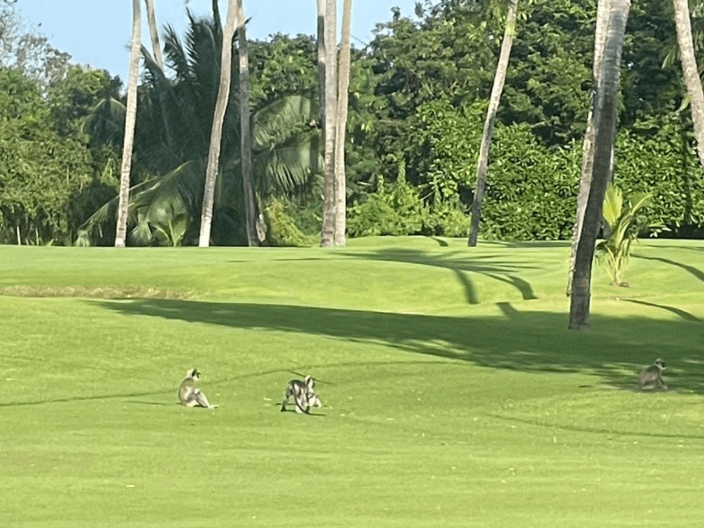 14-Day Golf & Culture Explorer